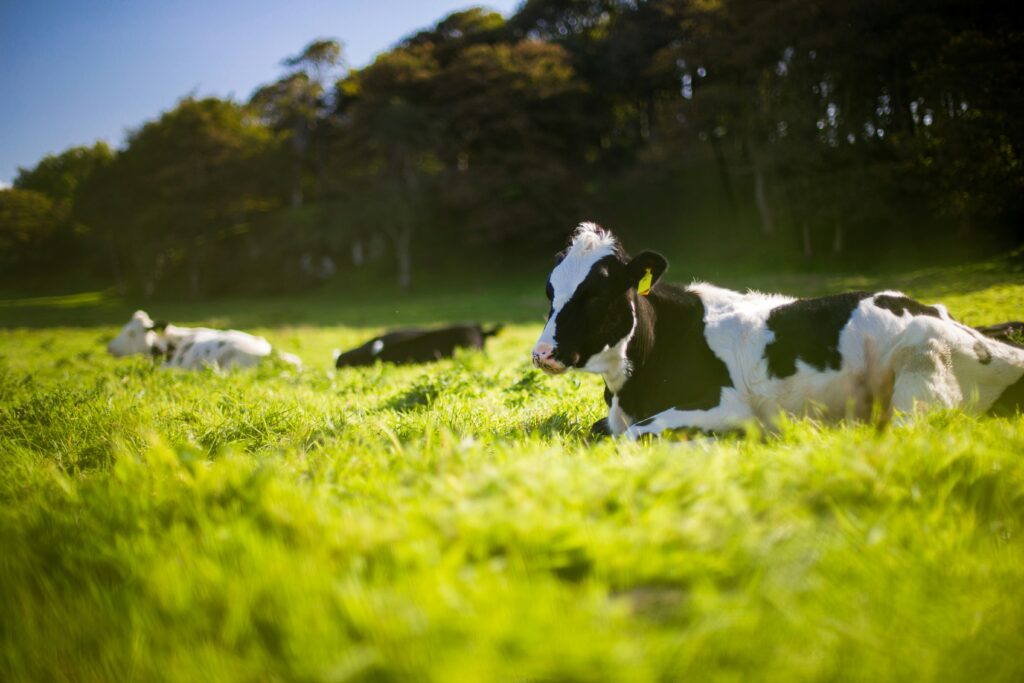 livestock transport compliance